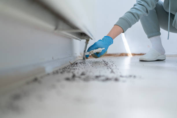 Best Cockroach Control Services  in Woodfin, NC
